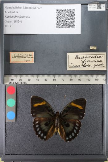 Media type: image;   Entomology 142765